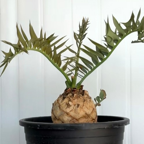 13cm rare cacti encephalartos - rare,