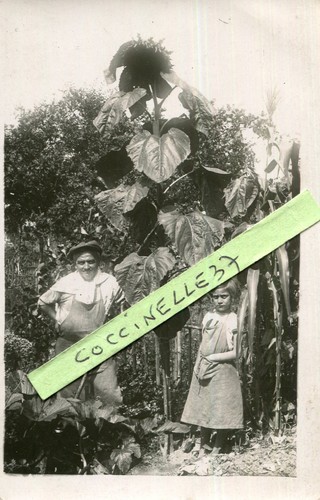 Carte photo tournesol - photo, d'un