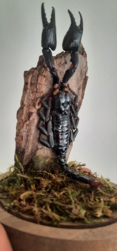 Curiosité taxidermie - curiosité,