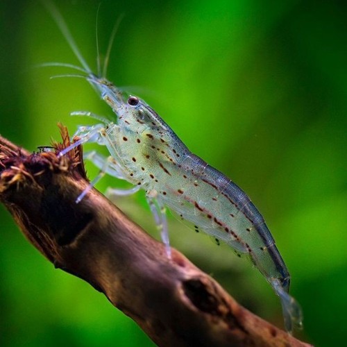 Lot crevettes amano - de,