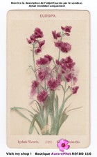 FLEURS, LYCHNIS VISCARIA, BOTANIQUE, CDV LINDE à BERLIN & LONDRES -DD116