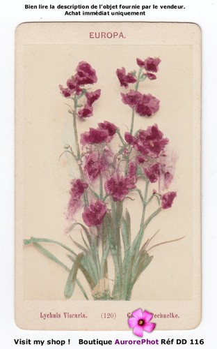 Fleurs lychnis viscaria - fleurs,,