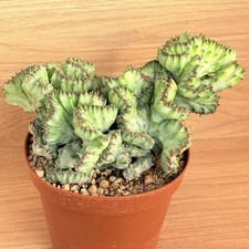Euphorbia lactea f. crestata
