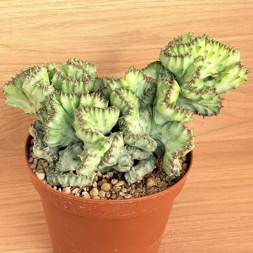 Euphorbia lactea crestata - euphorbia, f.