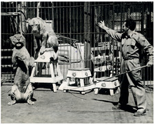 Vitanza, dompteur de lions Vintage silver print Tirage argentique  19x24  