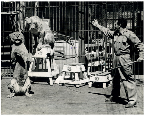 Vitanza dompteur lions - vitanza,,