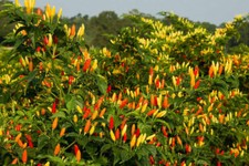 TABASCO, HOT KILLI PEPPER 25