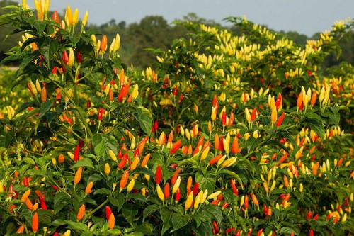 Tabasco hot killi pepper 25 - killi,