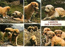 Animaux - Chiens - Labrit des Pyrénées - Multivues - Chiots - CPM - Voir Scans R