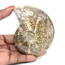 Ammonite Fossile Polie de