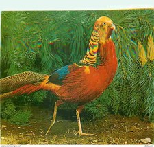 Animaux - Oiseaux - Faisan