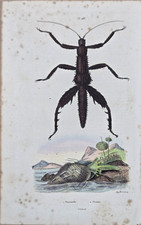 Gravure aquarellée XIXe