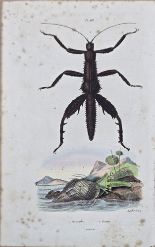 Gravure aquarellée xixe - aquarellée,