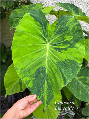 Colocasia lime aide - aide, °