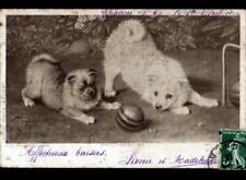 CHIEN LOULOU au JEU de CROQUET ,,, illustrée avant 1904