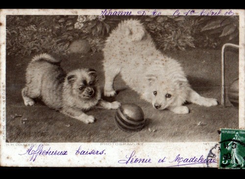 Chien loulou jeu croquet - chien,