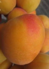 ♫ ABRICOTIER "Enorma" -Prunus ♫ Noyau ♫ d'Arbre Fruitier : Gros Abricot Gustatif