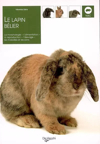 Lapin bélier véronika - la, bélier,