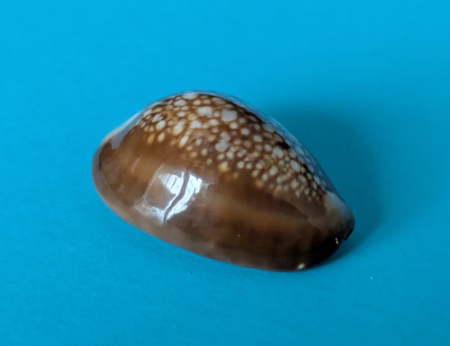 Cypraea caputserpentis mm - cypraea,