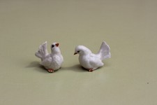 Couple d'oiseaux colombes en