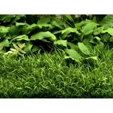 LILAEOPSIS BRASILIENSIS plante aquarium terrarium avant plan crevettes