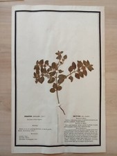 Ancien Herbier Botanique Histoire Naturelle Plante Herboriste Menthe Des Champs