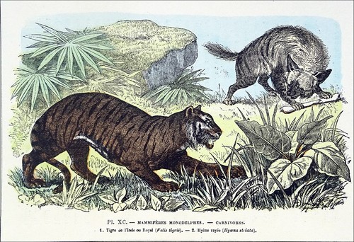 Mammifères carnivores tigre - mammifÈres,