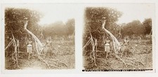 NOUVELLE CALEDONIE Canaques Palétuvier arbre Plaque de verre stéréo positive
