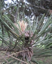 ♫ PIN Sylvestre - Pinus