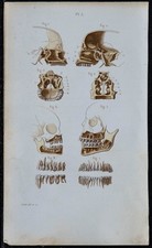 1852 - Planche anatomie