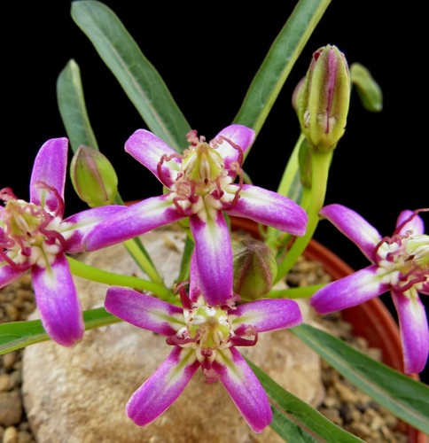 Raphionacme bingeri euphorbia - bingeri,