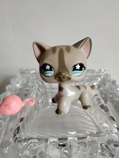 Petshop chat gris tigré européen original # 468