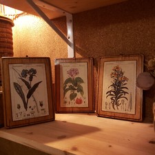 Ensemble de 3 petits tableaux décoratifs thème Botanique