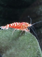 Crevettes Caridina GALAXY