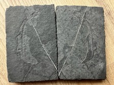 Véritable Reptile marin-Fossil de Keichousaurus