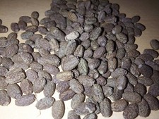 10 Oeufs Phasmes Geants des