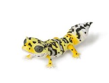 Japan Q Leopard gecko lizard