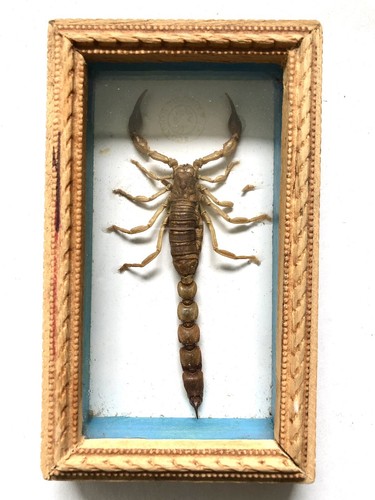 Cadre scorpion afrique - cadre, tunisie