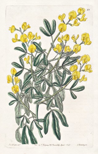 Genista bracteolata espagne - genista,