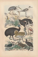 VÖGÉL Autruche Kausar Kiebitz Flamant Bécasse Héron Cendré LITHOGRAPHIE De 1880