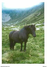 Animaux - Chevaux - Cheval de