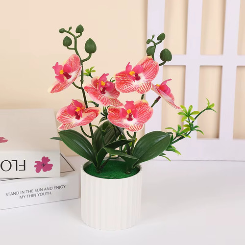 Plante fleur orchidée bonsaï - orchidée,