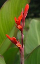 5 graines de CANNA -BANANIER GEANT(Canna Musafolia Grande)G98 SEEDS SAMEN SEMI