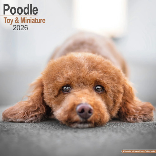 Calendrier 2026 caniche nain - -,