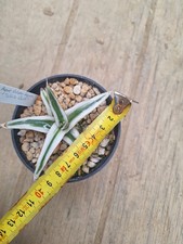 Agave Victoriae Reginae White rhino 