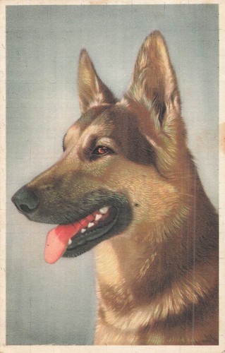 Lot cartes postales chien - cartes,