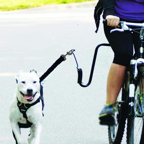 Laisse pour chien - laisse, chien,