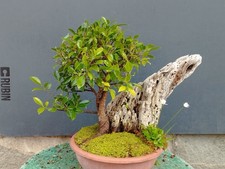 Bonsaï ficus 27 cm - bonsaï,