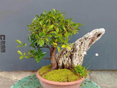 Bonsaï ficus 27 - 38, x