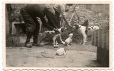 Couple avec chiens et chiots